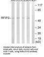 Anti-RAB11FIP2 Antibody