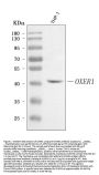Anti-OXER1 Antibody Picoband®