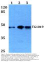 Anti-TG1019 (R251) OXER1 Antibody