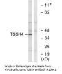 Anti-TSSK4 Antibody