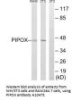 Anti-PIPOX/Sarcosine Oxidase Antibody
