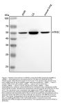 Anti-HTR3C Antibody Picoband®