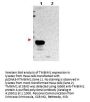 Anti-TMBIM1/Recs1 Antibody