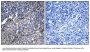 Anti-Collagen XIX alpha1 COL19A1 Antibody
