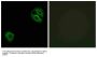 Anti-Collagen XIX alpha1 COL19A1 Antibody