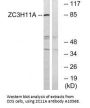 Anti-ZC11A ZC3H11A Antibody
