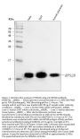 Anti-RPS28 Antibody Picoband®