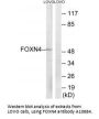 Anti-Forkhead box protein N4 FOXN4 Antibody