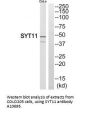 Anti-SYT11/Synaptotagmin Xi Antibody