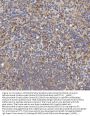 Anti-Mitochondrial dicarboxylate carrier/SLC25A10 Antibody Picoband®