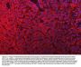 Anti-Mitochondrial dicarboxylate carrier/SLC25A10 Antibody Picoband®