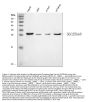Anti-Mitochondrial dicarboxylate carrier/SLC25A10 Antibody Picoband®