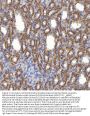 Anti-Mitochondrial dicarboxylate carrier/SLC25A10 Antibody Picoband®