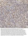 Anti-Mitochondrial dicarboxylate carrier/SLC25A10 Antibody Picoband®