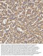 Anti-Mitochondrial dicarboxylate carrier/SLC25A10 Antibody Picoband®