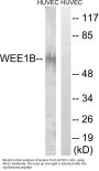 Anti-Wee1-like protein kinase 2 WEE2 Antibody