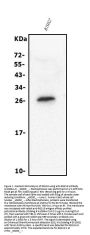 Anti-RGS18 Antibody Picoband®