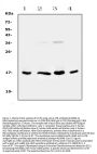 Anti-IL17B Antibody Picoband®