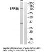 Anti-SFRS8 SFSWAP Antibody