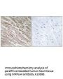 Anti-MRPL44 Antibody