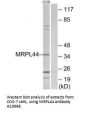 Anti-MRPL44 Antibody