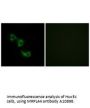Anti-MRPL44 Antibody