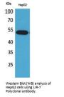 Anti-LIR-7 LILRA2 Antibody