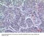 Anti-LIR-7 LILRA2 Antibody