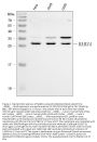 Anti-RAB34 Antibody Picoband®