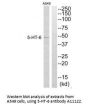 Anti-5-HT-6 HTR6 Antibody