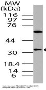 Anti-DUSP13, SKRP4 Antibody