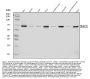 Anti-DNAJC11 Antibody Picoband®