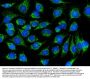 Anti-DNAJC11 Antibody Picoband®