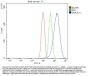 Anti-DNAJC11 Antibody Picoband®