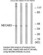 Anti-NECAB3/Apba2Bp Antibody
