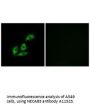 Anti-NECAB3/Apba2Bp Antibody