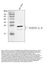 Anti-RAB39A/B Antibody Picoband®