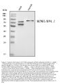 Anti-KCND1 Antibody Picoband®