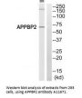 Anti-APPBP2 Antibody