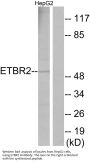 Anti-ETBR2 GPR37L1 Antibody