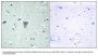 Anti-ETBR2 GPR37L1 Antibody