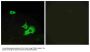 Anti-ETBR2 GPR37L1 Antibody