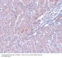 Anti-LYR motif-containing protein 1 LYRM1 Antibody