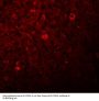 Anti-LYR motif-containing protein 1 LYRM1 Antibody