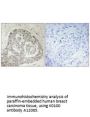 Anti-K0100 KIAA0100 Antibody