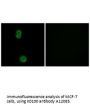 Anti-K0100 KIAA0100 Antibody