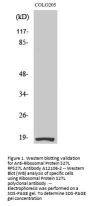 Anti-Ribosomal Protein S27L RPS27L Antibody