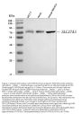 Anti-FATP3/SLC27A3 Antibody Picoband®