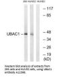 Anti-UBAC1/Kpc2 Antibody