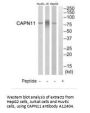 Anti-CAPN11/Calpain 11 Antibody